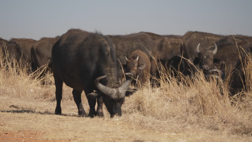 Large adult Buffalo grazes on dry grass in front of peaceful herd
