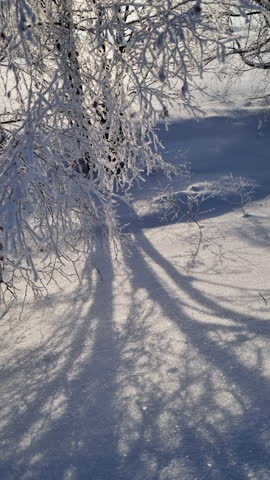 Sunny winter day with birch trees covered in frost and snow. Long, dark shadows moving across the sparkling, untouched snowy ground