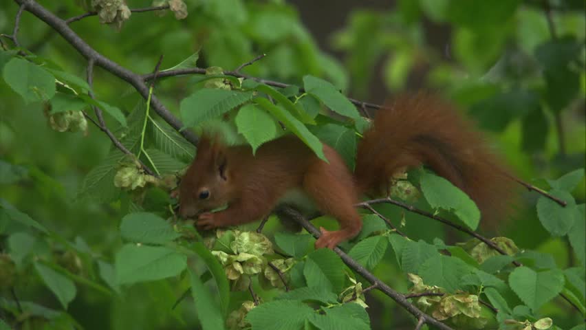 wild red squirrel feeding in beech tree during spring (close up)