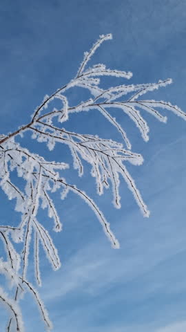 Detailed shot of a leafless tree branch adorned with glistening white frost, swaying softly under the clear, sunny winter sky