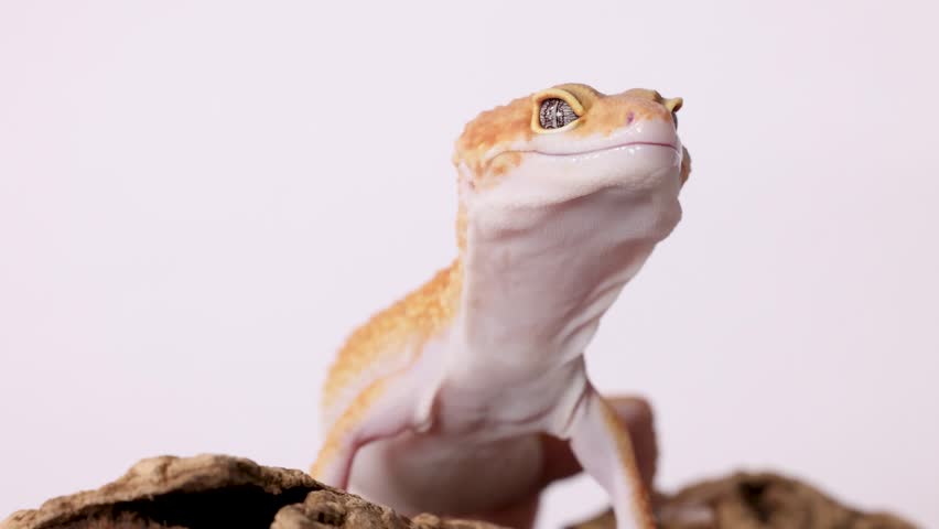 Close-up studio shot of a leopard gecko licking its mouth against a plain white background