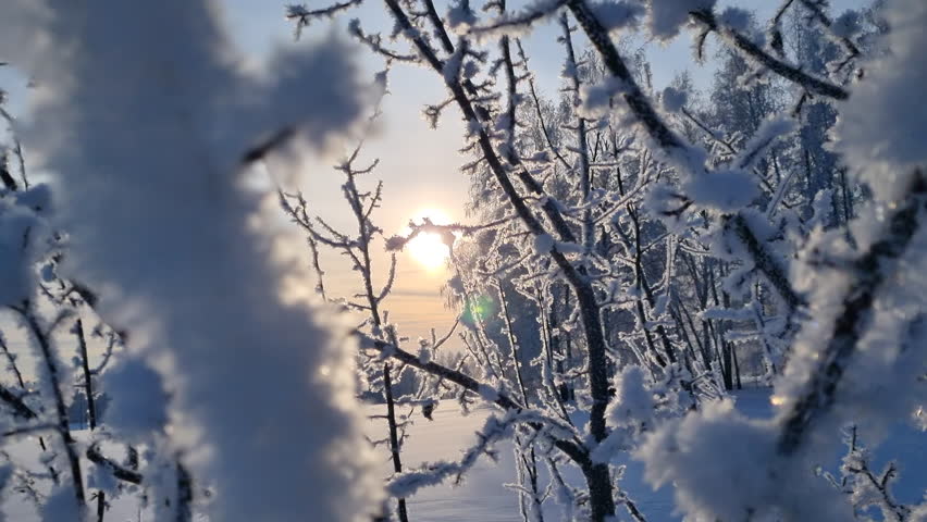 Sunlight streaming through icy tree branches dusted with snow, creating a stunning winter scene against a backdrop of vibrant blue sky