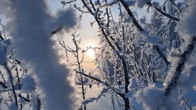 Sunlight streaming through icy tree branches dusted with snow, creating a stunning winter scene against a backdrop of vibrant blue sky - Powered by Shutterstock - Get 15% off with code: PIKWIZARD15