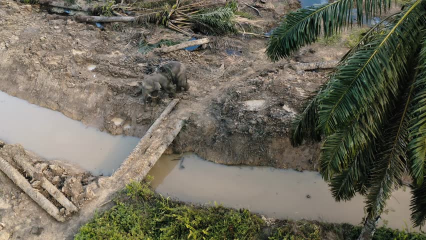 Aerial view of a Borneo Pygmy Elephant crossing a muddy canal in a palm oil plantation. Endangered wildlife navigating deforested landscape in Malaysia near a log bridge.