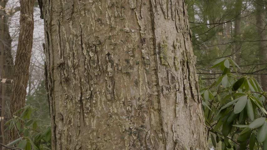 Slow motion spin and tilt around the northern red oak.