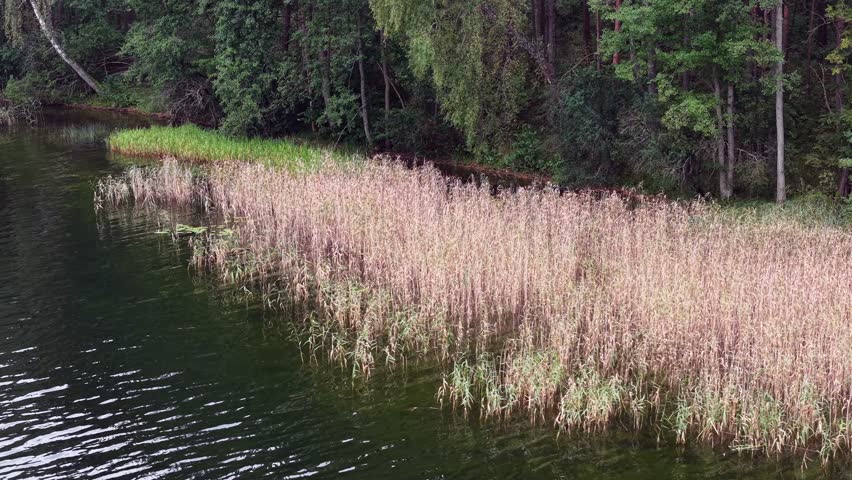 Low aerial view retreating along lakeshore reeds and forest edge