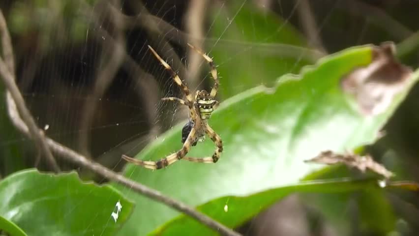 A macro shot of a spider depicting exemplary bioengineering. It shows a yellow and black spider sitting in the center of a spider web amongst green leaves. The web
