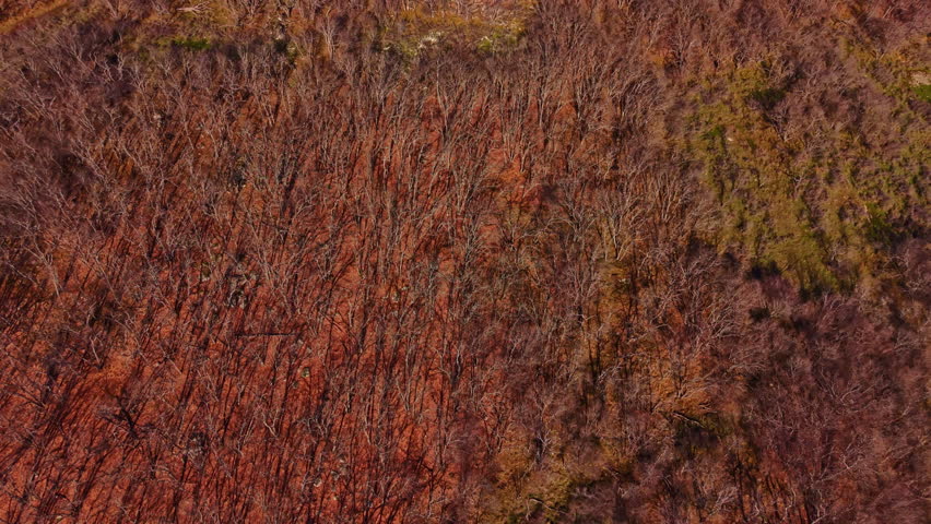 A forest filled with trees displaying autumn colors. The trees are brown and orange, with some green areas visible. Daylight illuminates the landscape.