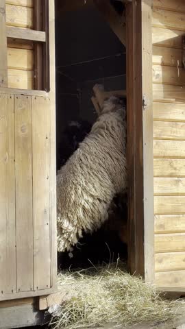 Sheep feeding on hay in farm barn