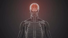 Animation of mathematical equations over digital model. Global science digital interface technology and networking concept digitally generated video. - Powered by Shutterstock - Get 15% off with code: PIKWIZARD15