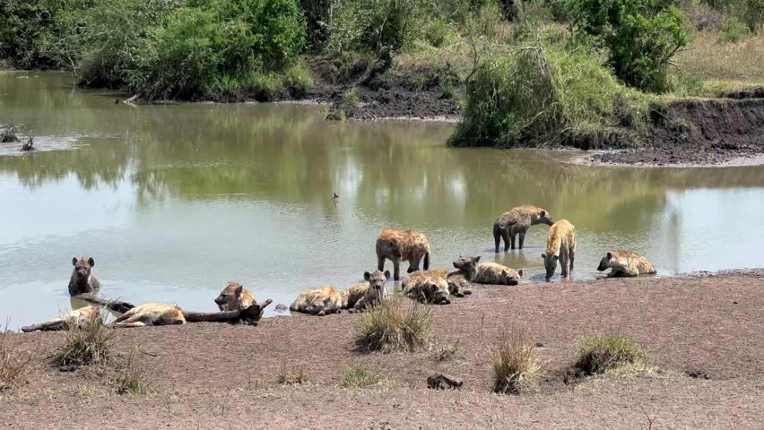 Clan of spotted hyenas (Crocuta crocuta) resting by the river in Serengeti National Park. Tanzania.