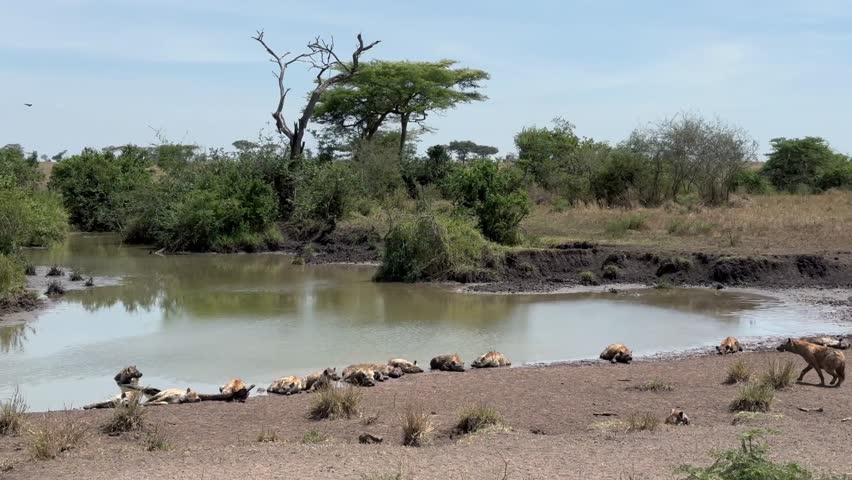 Clan of spotted hyenas (Crocuta crocuta) resting by the river in Serengeti National Park, Tanzania.