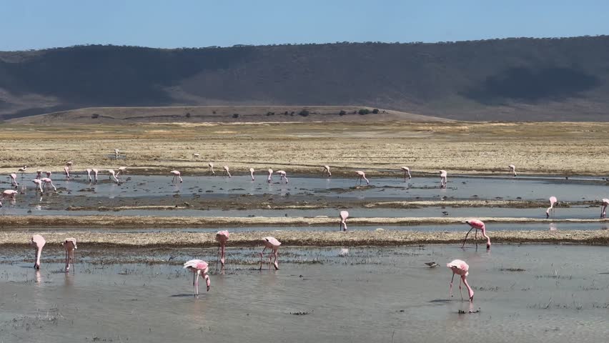 Lesser flamingos (Phoeniconaias minor) forage at the bottom of a Lake Magadi in the Ngorongoro Crater in Tanzania.
