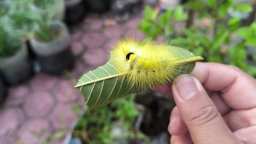 A yellow caterpillar on a citrus leaf. This caterpillar only appears on citrus leaves.