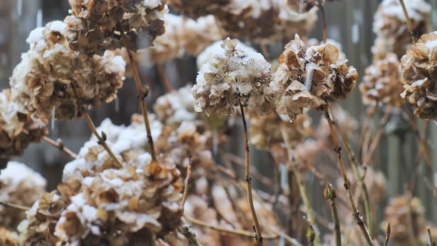 Close-up of brown withered petals covered in powdery snow and ice crystals during a cold winter snowfall.