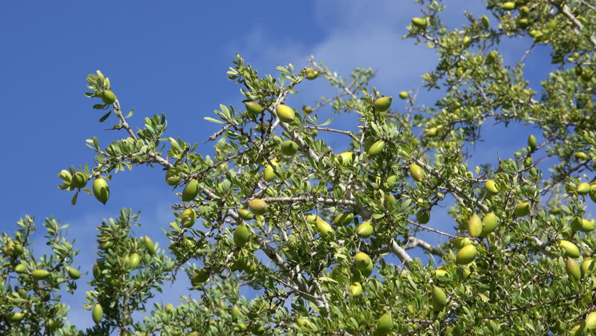 Argan nuts (Sapotaceae, Argania spinosa) growng on green tree branch in Morocco, 4k