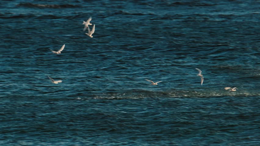 Tiny baitfish jump out of the water during hunt chased by predator fish and birds