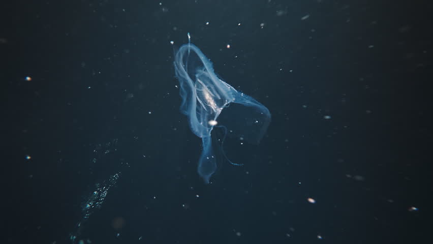 Ctenophora swims underwater in the night sea and shines with bioluminescence