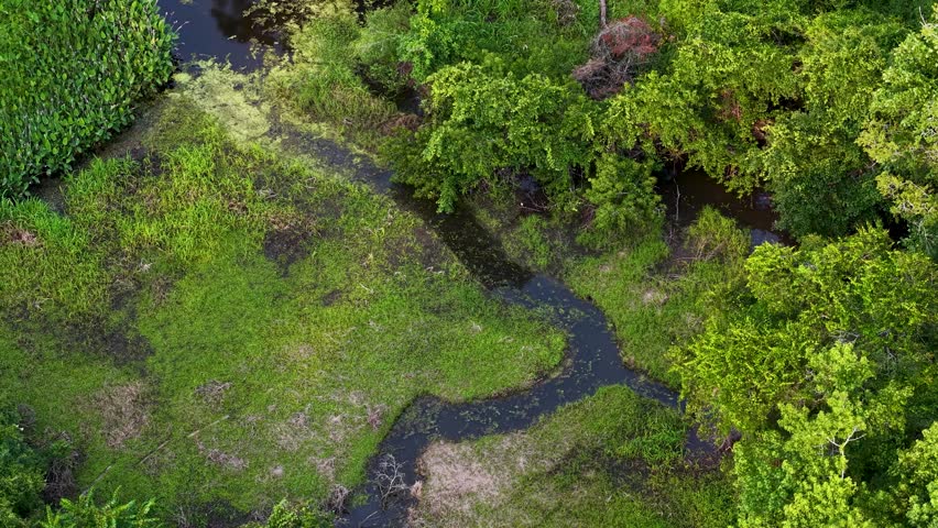 Drone footage of a lush marshland with a winding boardwalk path across a creek and vibrant green vegetation in Charleston, South Carolina.