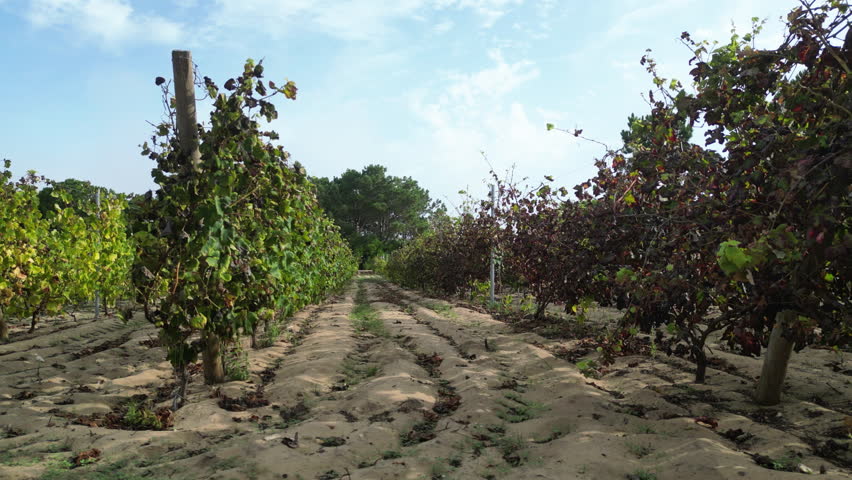 Aerial view sideways in front of grapevine rows in sand, sunny day in Portugal