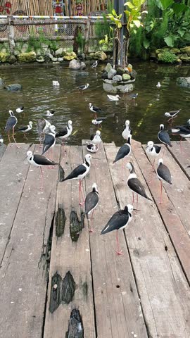 Yogyakarta, Indonesia. December 6, 2024. Black-winged Stilts in the aviary