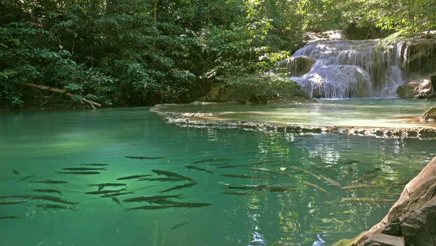 Erawan Waterfall with fish in water in Kanchanaburi Province, Thailand, 4k