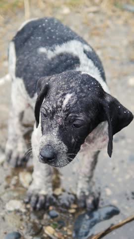 Vertical Portrait of Stray Puppy Standing in Mud After Rain.