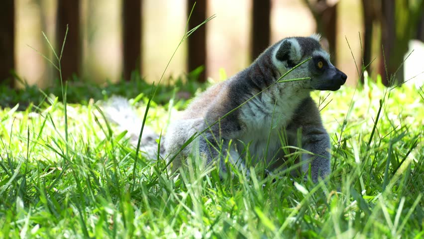 A Ring-tailed lemurs (Lemur catta) sitting on the grassy ground under the shade, looking around the surroundings, and slowly walking out of the scene, close up shot.