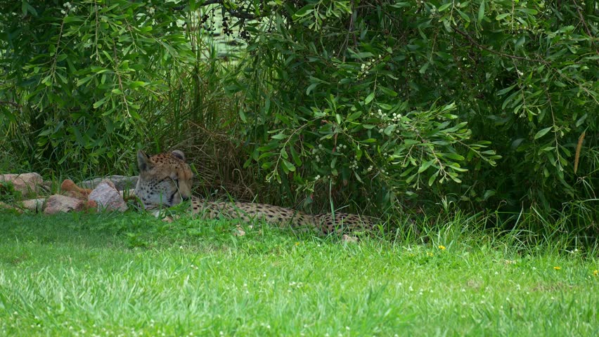 Close up shot of an African Cheetah (Acinonyx jubatus) resting in the shade of a bush on a sunny day.