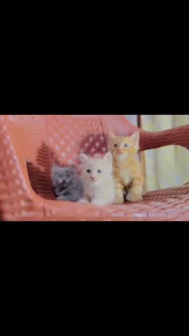 Three adorable fluffy kittens one orange one white and one grey sit together closely grouped on a textured reddish plastic chair indoors showcasing their distinct small features and bright eyes while awaiting attention or playtime from their owner.