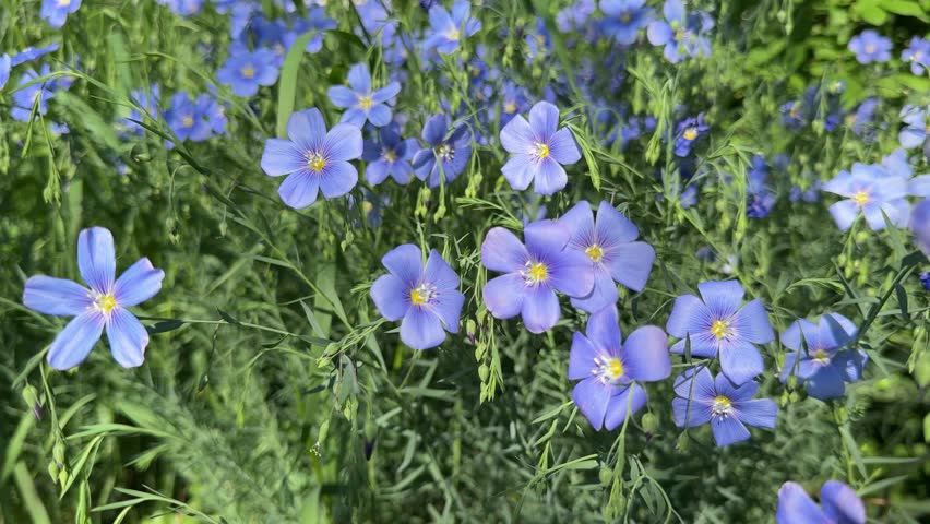 Blue violet flax linum flowers Linum lewisii in field.