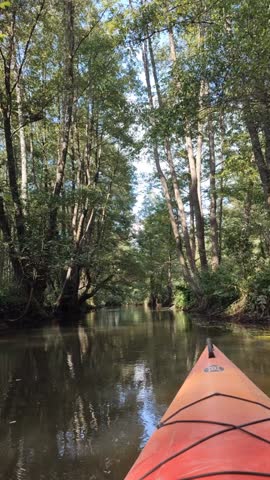 POV of kayaking on a calm river surrounded by lush green trees and dense forest in summer.