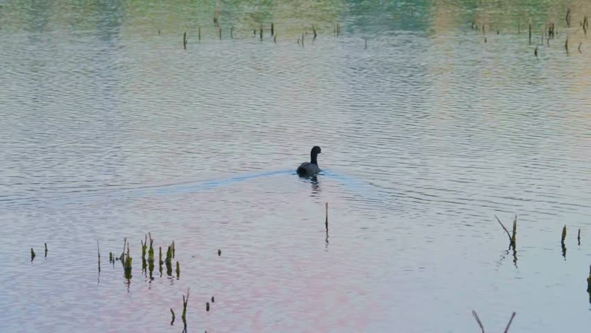 A peaceful scene of a single coot or similar water bird swimming on the calm waters of the Ros River in Ukraine, with natural light and reflections.