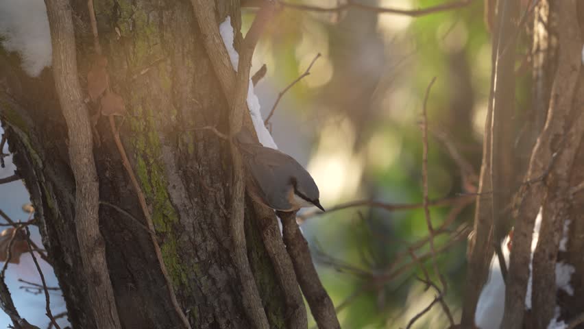 Nuthatch in the nature habitat. Eurasian Nuthatch, Sitta europaea, beautiful yellow and blue-grey songbird sitting on the tree trunk, bird in the nature forest, wildlife Poland.
