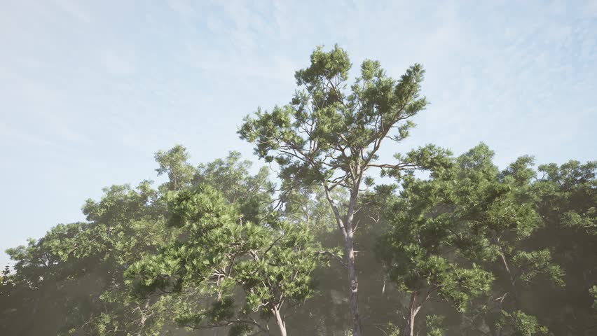 Big tree with green leaves blown by strong wind against a blue sky. Windy weather in summer park