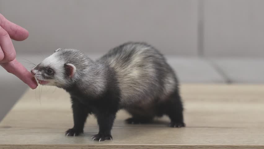 Domesticated dark sable ferret mustela putorius running through modern apartment