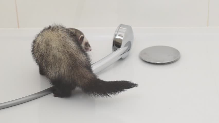 Domesticated dark sable ferret mustela putorius running through modern apartment