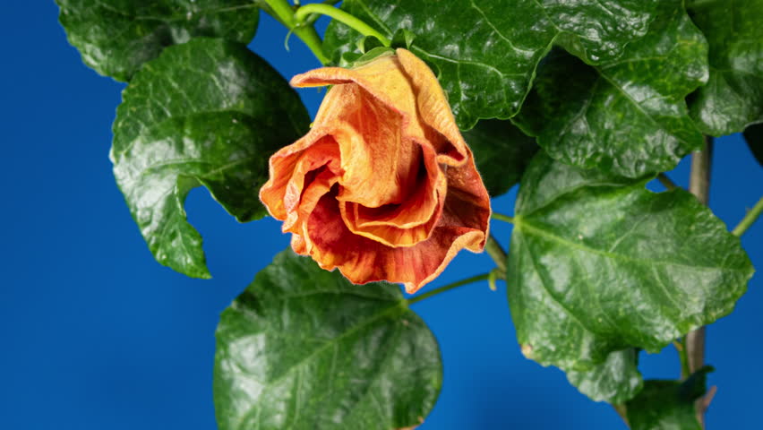 Orange Hibiscus Open Big Flower in Time Lapse. Blooming Red Yellow Plant on a Blue Background