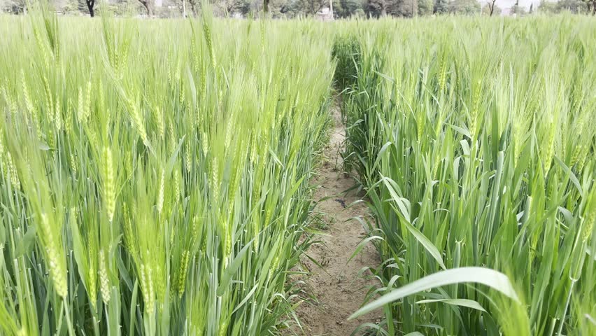 Wheat plants growth, rural farming, sustainable agriculture, food production, and the beauty of green nature in the countryside.