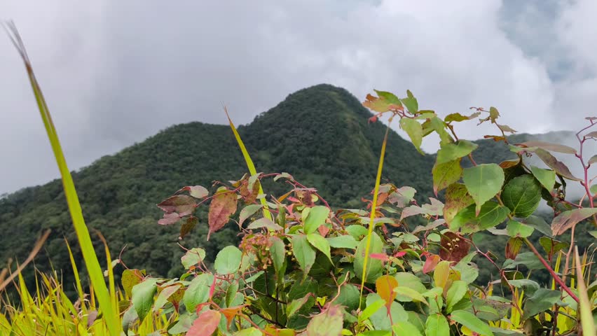 Close up of green leaves with a blurred majestic mountain peak in the background