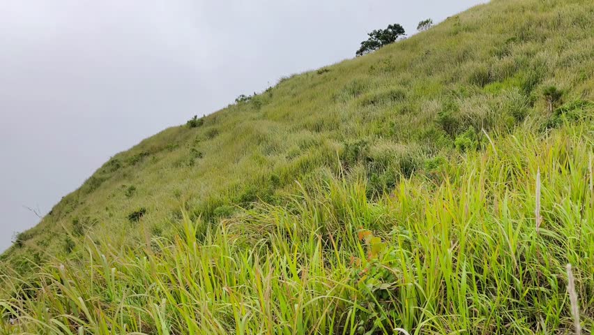 Grassy hillside slope stretching upward beneath cloudy sky with sparse shrubs serene landscape.