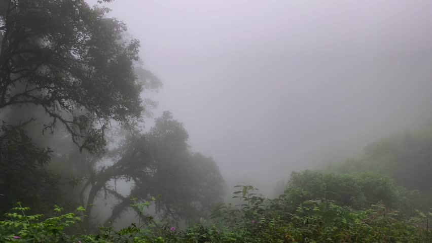 Mysterious tropical forest shrouded in thick white fog with silhouettes of lush green trees.