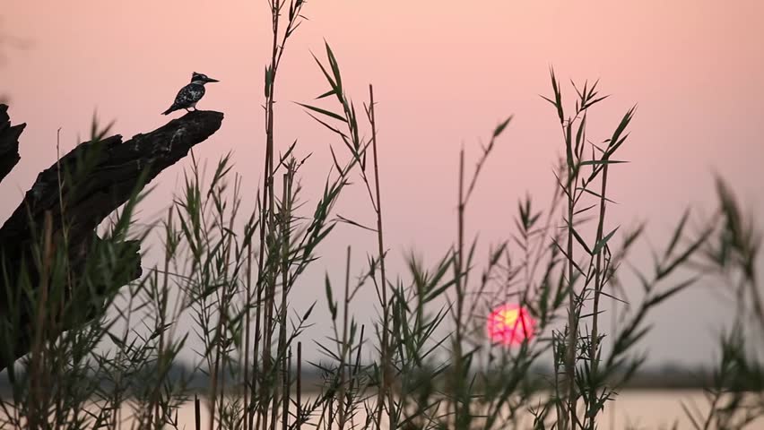 Pied Kingfisher sitting on branch at sunrise 