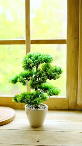 Small green pine tree in white pot on wooden surface with soft blurry green outdoor background.