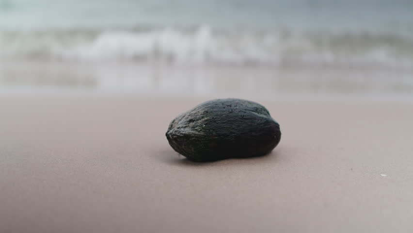 Gentle ocean waves washing over a seed on a sandy beach