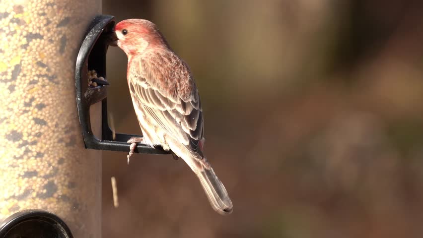 A closeup of a male house finch on a feeder