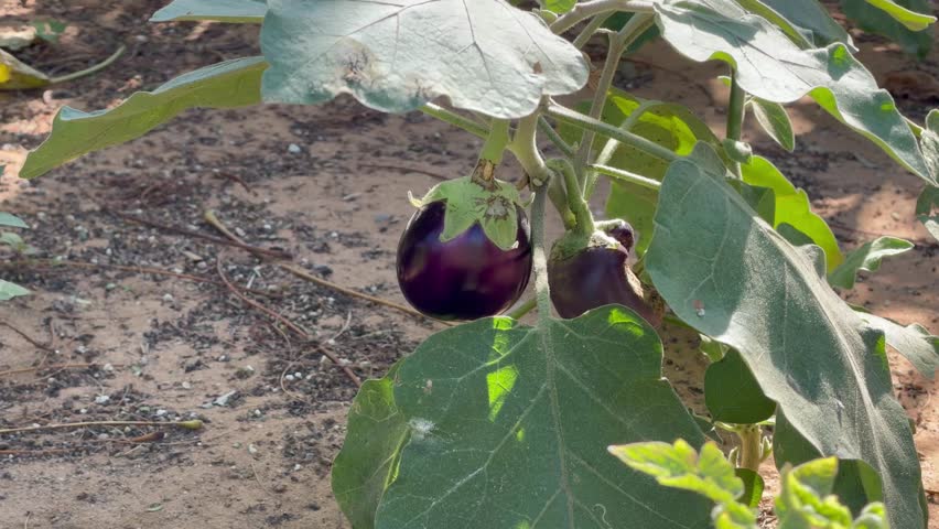 Natural vegetation is planted around the Zayed National Museum in Abu Dhabi,adding greenery and a refreshing landscape that complements the museum’s striking architecture.