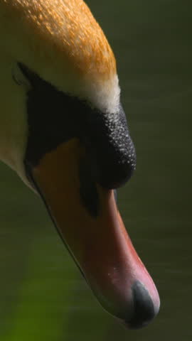 White swan bird head and beak close up beautiful nature