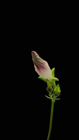 Time Lapse of flowering Morning glory on black background. Spring timelapse of Ipomoea tricolor