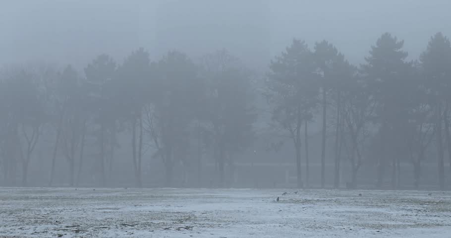 Winter day, trees stand in a field in the fog